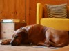 Bild 39 - Inde