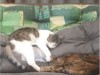 Bild 17