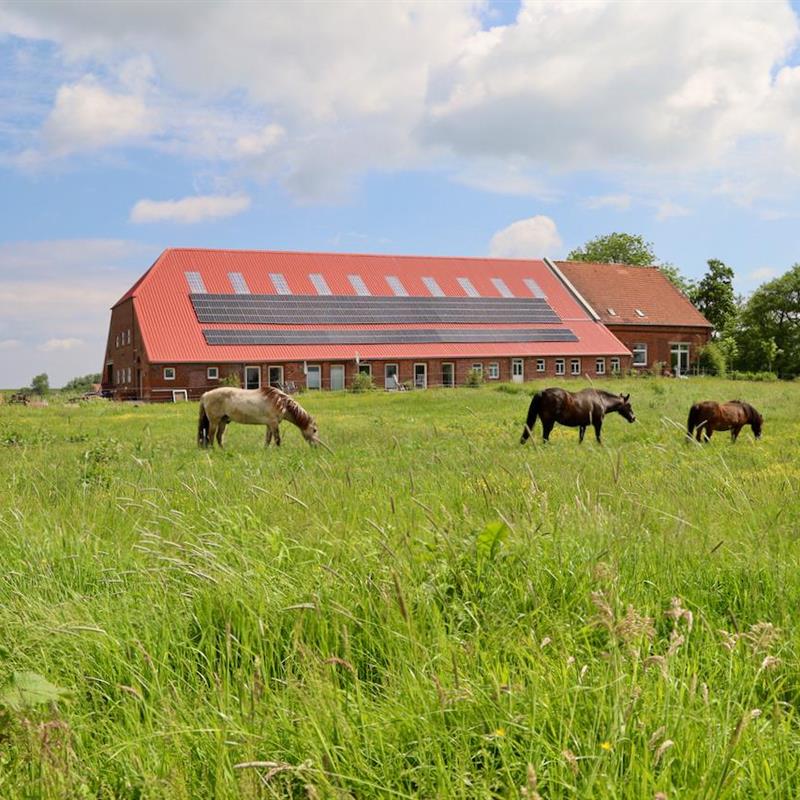 Ferielejlighed - 2 personer -  - Ostbense an der L5 - 26427 - Neuharlingersiel
