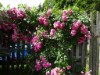 Bilde 38