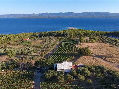 Holiday home - 4 persons -  - Put Zlatnog rata - Brac - Bol - 21420 - Bol