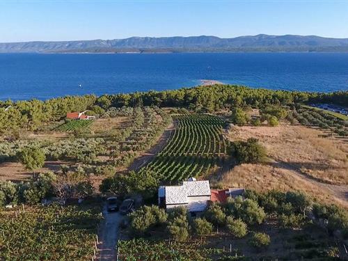 Sommerhus - 4 personer -  - Put Zlatnog rata - Brac - Bol - 21420 - Bol