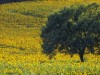 Billede 9