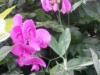 Bild 77