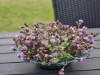 Bild 23 - Terrass