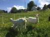 Bild 27