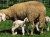 Bild 15