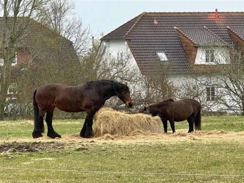 Feriehus / leilighet - 4 personer -  - 18551 - Sagard