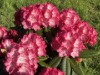 Bilde 26