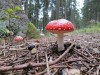 Bild 18
