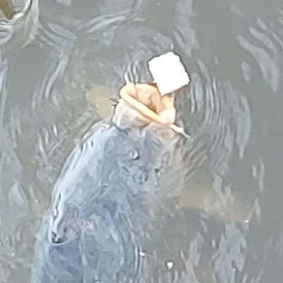 Billede 4