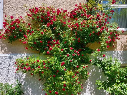 Ferieleilighet - 3 personer -  - Frühlingsstraße - 83435 - Bad Reichenhall