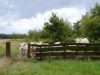 Image 15