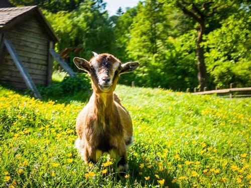 Bauernhof - 6 Personen -  - Hochrieß - 3251 - Purgstall