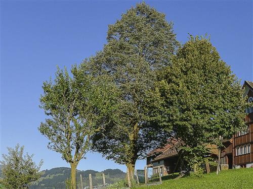 Semesterlägenhet - 4 personer -  - Brülisau - 9058