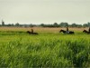 Bilde 8