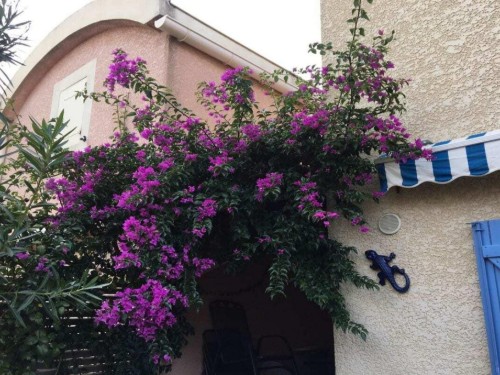 Holiday home - 6 persons -  - 11330 - Gruissan