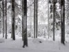 Bilde 18 - Inne