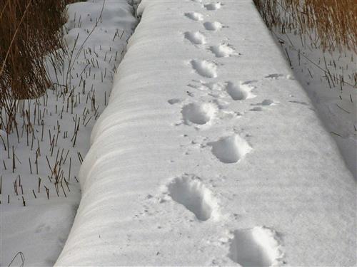 Ferieleilighet - 5 personer -  - Seedorf Nr. - 18586 - Sellin (Ostseebad)