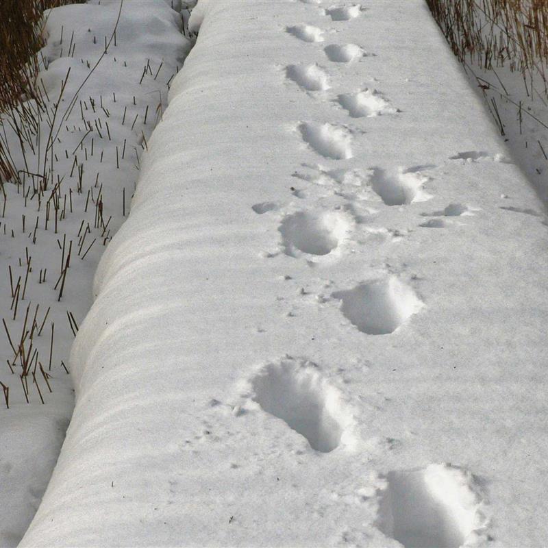 Ferielejlighed - 5 personer -  - Seedorf Nr. - 18586 - Sellin (Ostseebad)