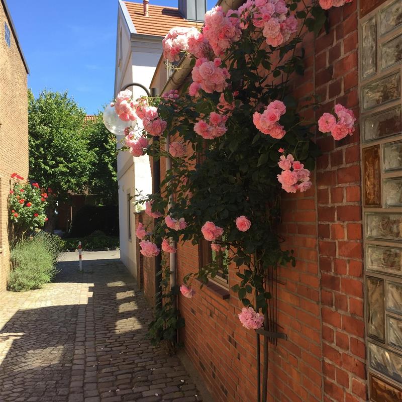 Sommerhus - 5 personer -  - Hassgang - 24340 - Eckernförde
