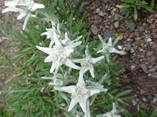 Ferieleilighet - 4 personer -  - Urnäsch - 9107