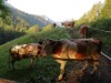 Bilde 6