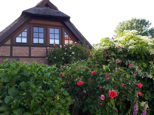 Ferielejlighed - 2 personer -  - Damm - 18356 - Fuhlendorf