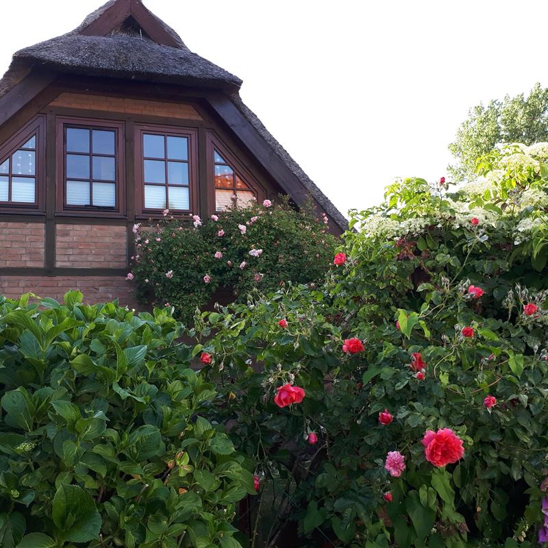 Ferielejlighed - 2 personer -  - Damm - 18356 - Fuhlendorf