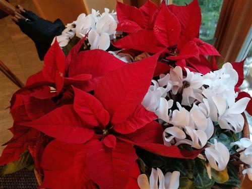 Ferielejlighed - 4 personer -  - Seitenberggasse - 1160 - Wien