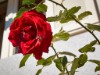 Bilde 29