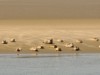 Billede 8