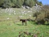 Billede 12