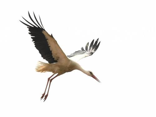 Ferienwohnung - 5 Personen -  - Bei der Kirche - 23749 - Grube