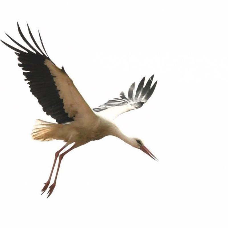 Ferielejlighed - 5 personer -  - Bei der Kirche - 23749 - Grube