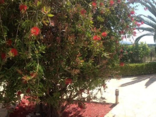 Ferielejlighed - 2 personer -  - 34008 - Eretria