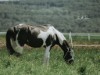 Billede 6