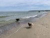 Bilde 16
