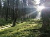 Bild 36