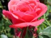 Billede 9