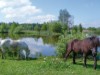 Bilde 6
