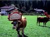 Bild 31
