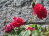 Bild 23