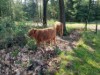 Bild 31
