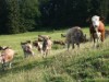 Bild 17