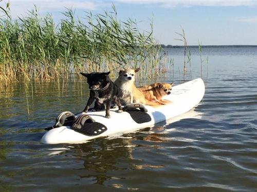 Ferielejlighed - 2 personer -  - 18375 - Born Am Darss