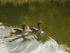 Image 39