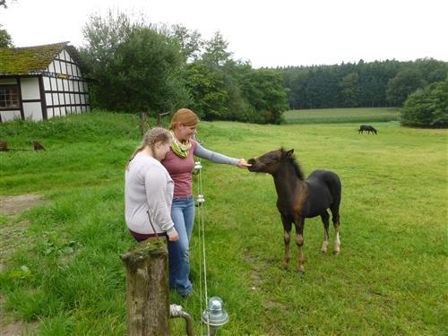 Ferielejlighed - 8 personer -  - Osterodener Weg - 49586 - Merzen