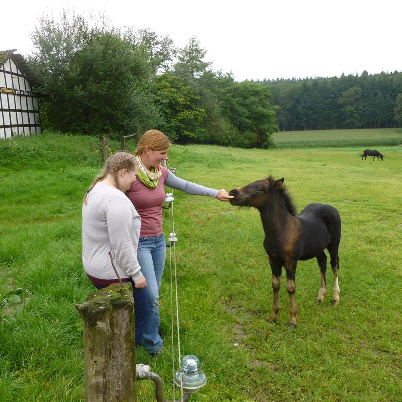Ferielejlighed - 8 personer -  - Osterodener Weg - 49586 - Merzen