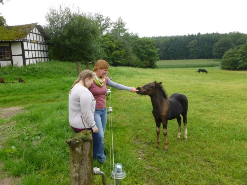 Ferielejlighed - 8 personer -  - Osterodener Weg - 49586 - Merzen